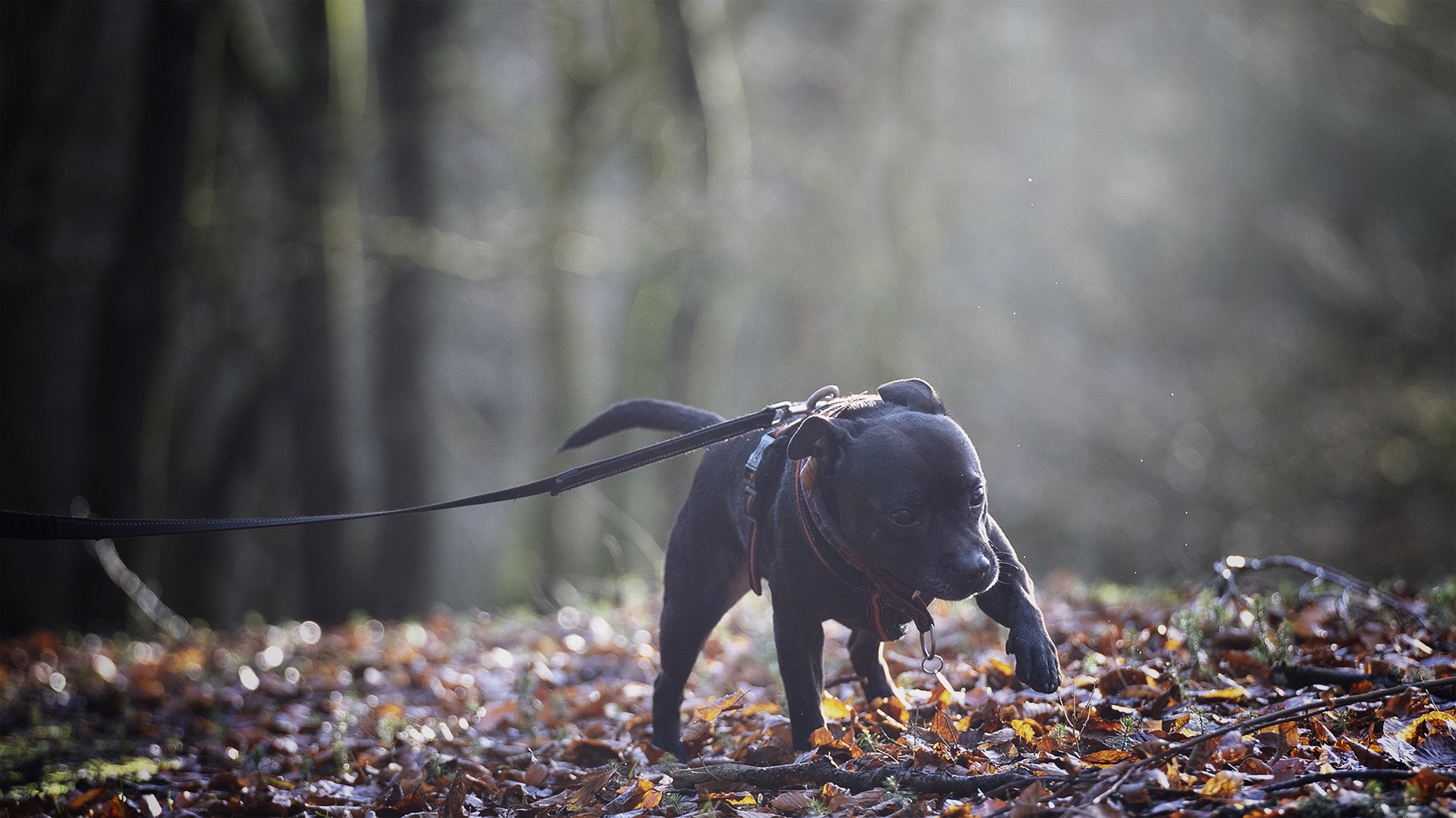 Ren Staffordshire Bull Terrier