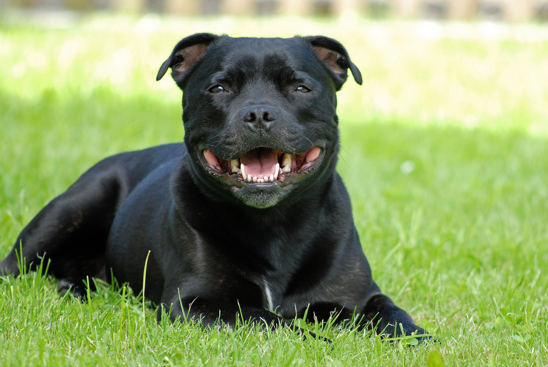 Motion For Racen Staffordshire Bull Terrier